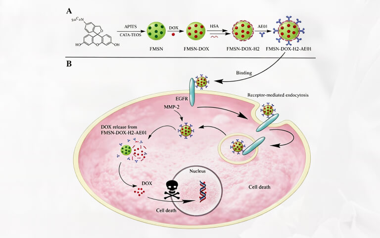 Proteases for Screening and Validation of ADC Linker